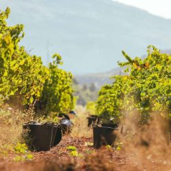 Catas de vino