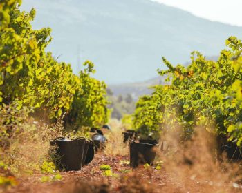 Catas de vino