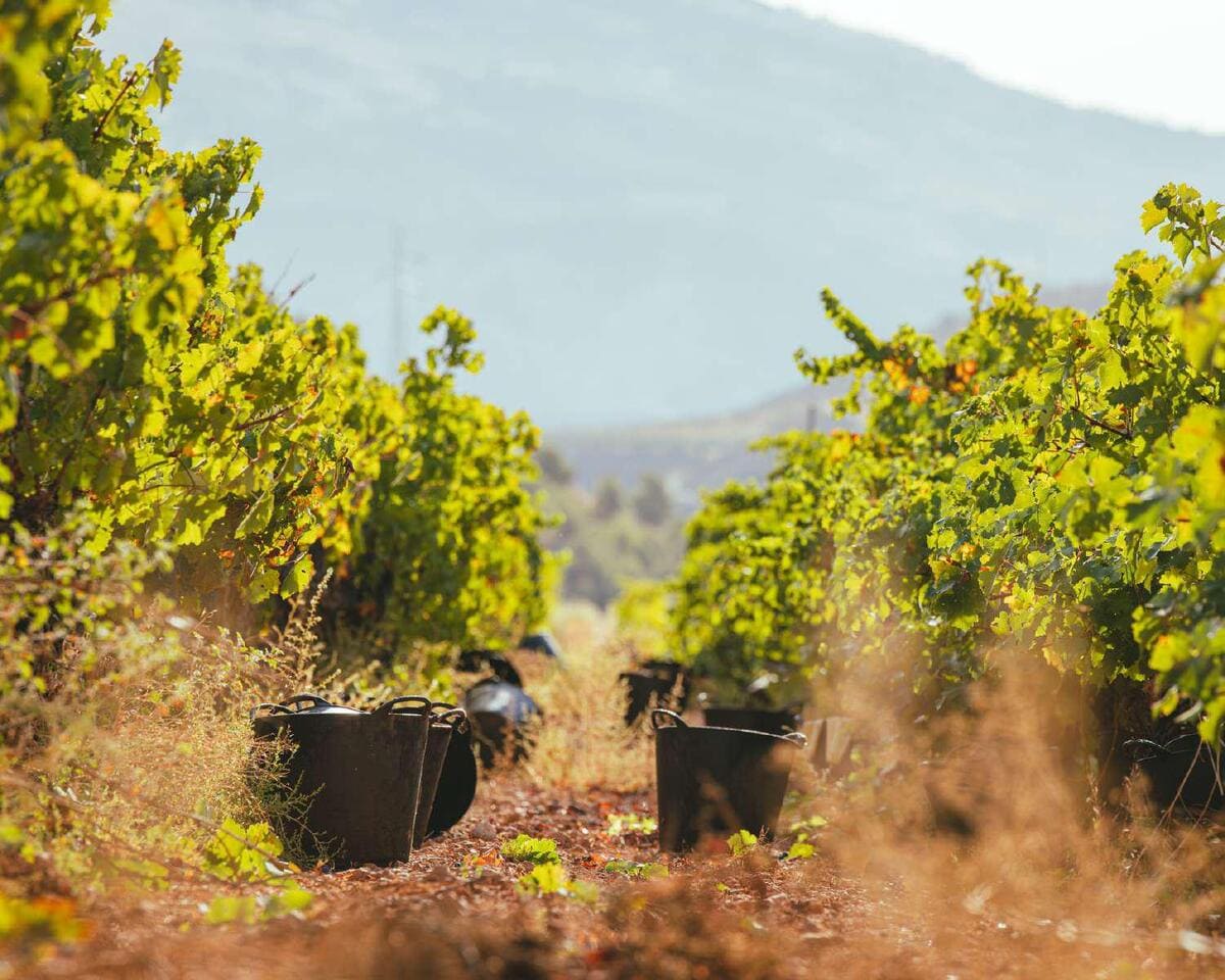 Catas de vino